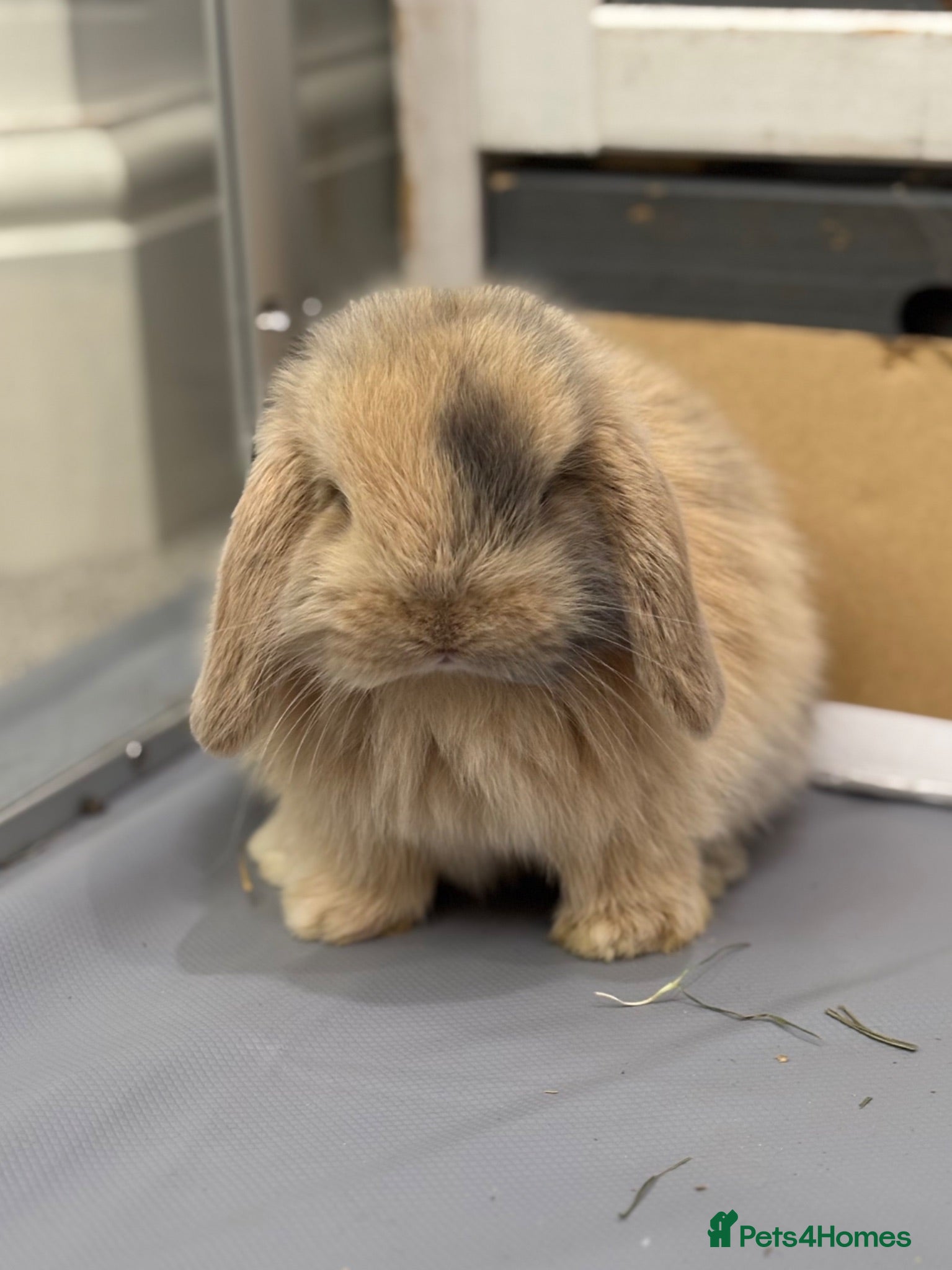 Mini Lop rabbits 3 pure bred mini lops - Advert 1