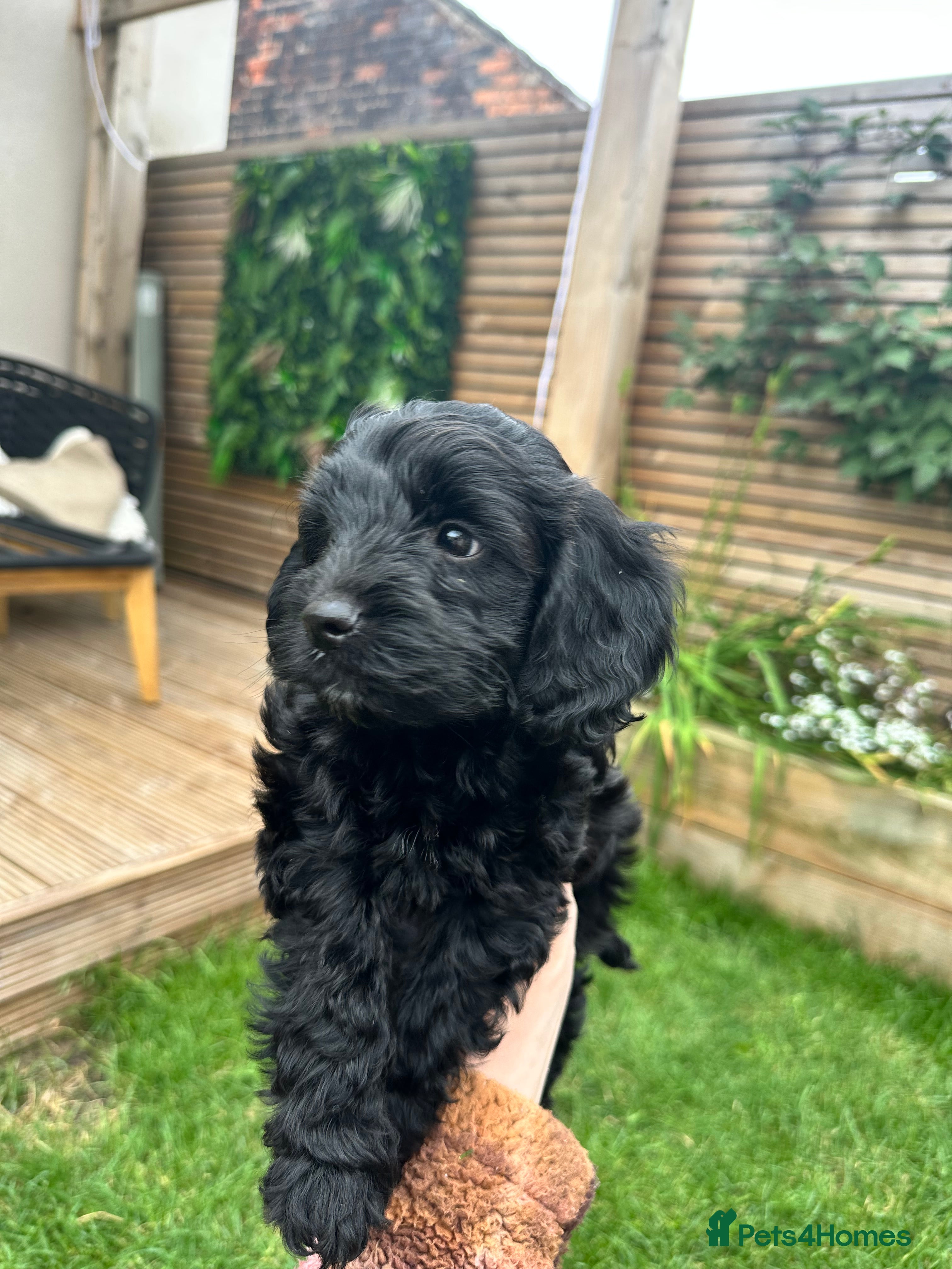 Mixed Breed dogs Cavapoo x Cockapoo for sale  - Advert 2