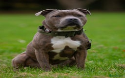 Staffordshire Bull Terrier dogs for stud: Amazing Blue Brindle Staffordshires Bull Terrier  - Image 1