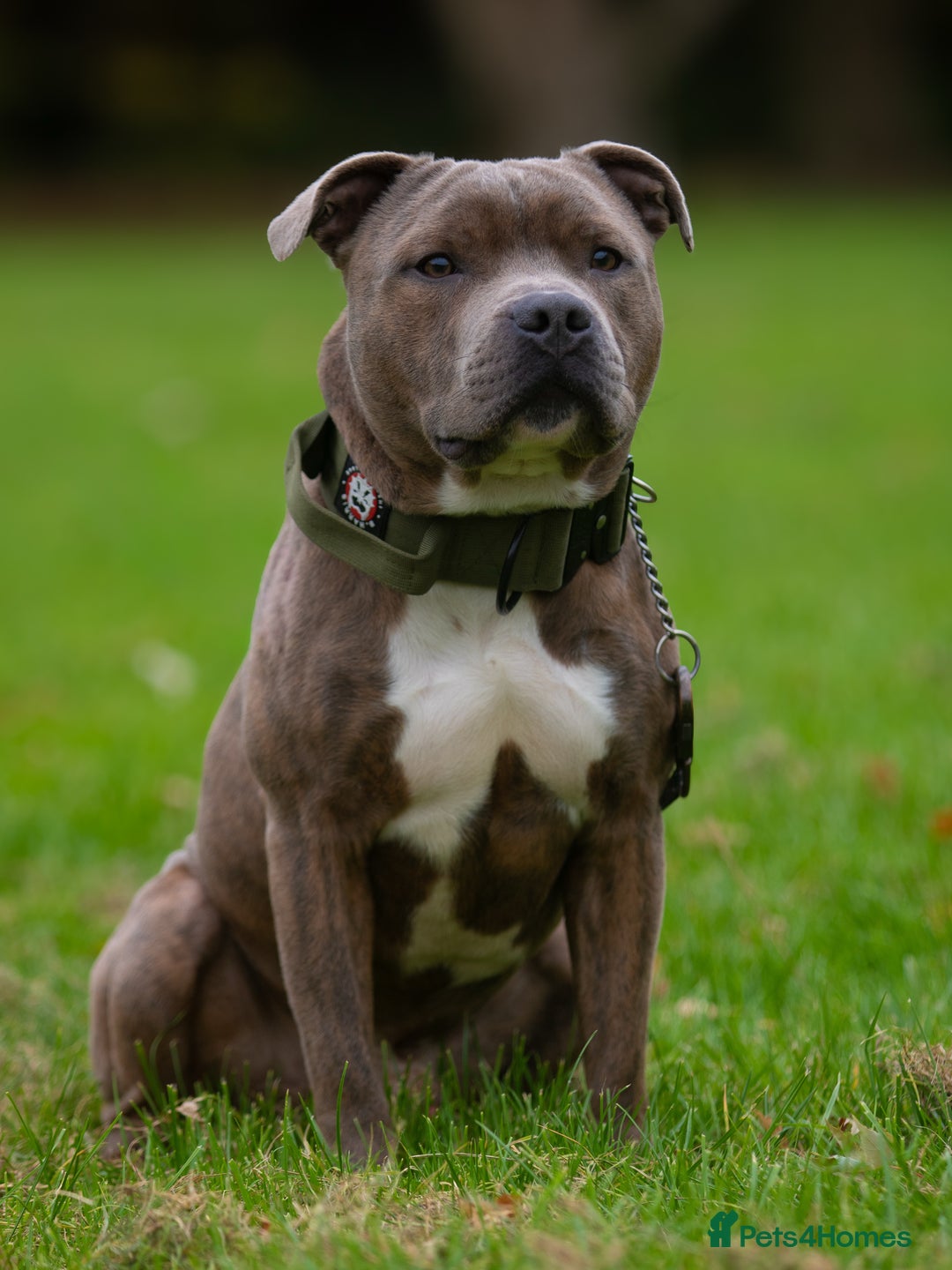 Staffordshire Bull Terrier dogs for stud: Amazing Blue Brindle Staffordshires Bull Terrier  - Image 1