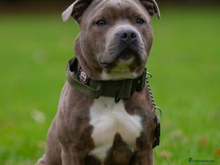 Staffordshire Bull Terrier dogs - Advert 7