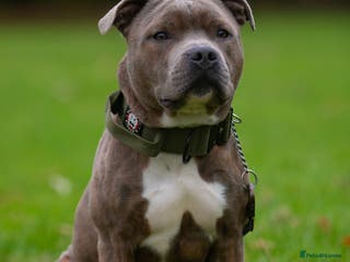 Staffordshire Bull Terrier dogs PROVEN Blue Brindle Staffordshire Bull Terrier - Advert 1