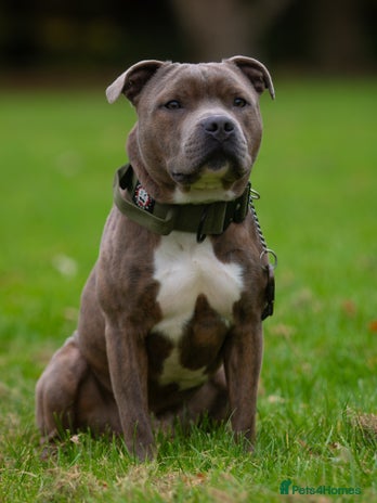 Staffordshire Bull Terrier dogs - Advert 1
