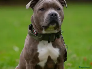Staffordshire Bull Terrier dogs PROVEN Blue Brindle Staffordshire Bull Terrier - Advert 1