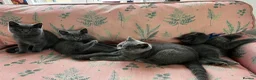 British Shorthair cats for sale: Outstanding British Shorthair kittens  - Advert 13