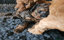 Miniature Poodle dogs for sale: Beautiful Health Tested Poodles - Advert 4