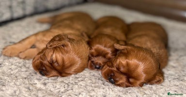 Cavalier King Charles Spaniel dogs - Advert 13
