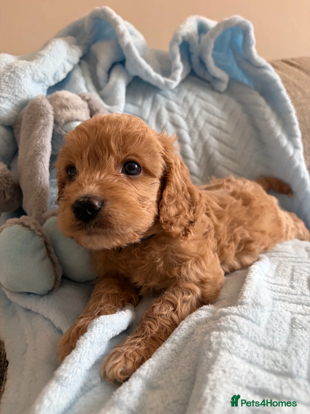 Cavapoo dogs for sale: Gorgeous F1B Cavapoo puppies - Advert 1