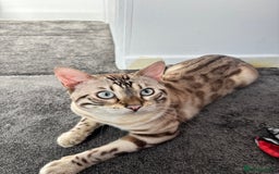 Bengal cats for sale: 🐾Gorgeous Pure Bengals Ready Now🐾 - Image 7