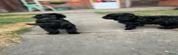 Cavapoo dogs for sale: ⭐️4 Stunning little black cavapoos⭐️ - Advert 10