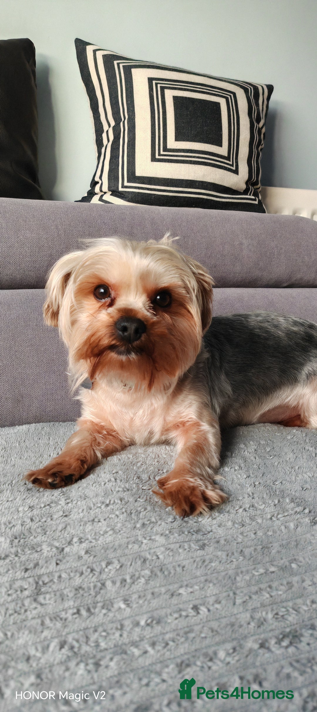 Yorkshire Terrier dogs for sale: 2 year old Yorkshire Terrier Male - Advert 4