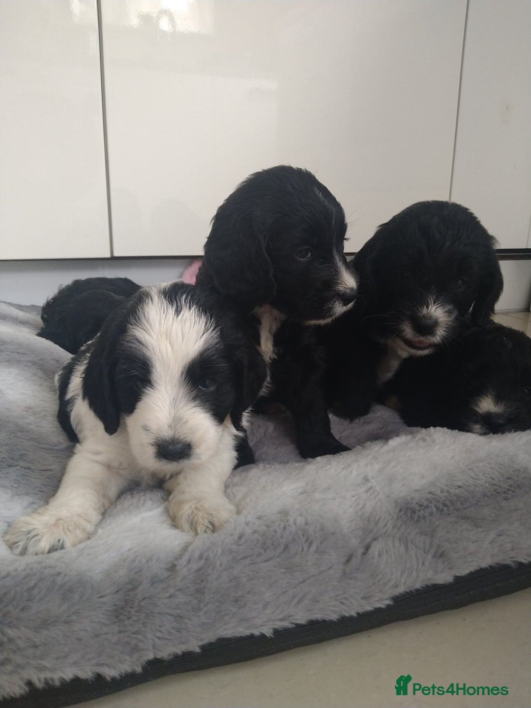 Cockapoo dogs for sale: cockerpoo  - Image 11