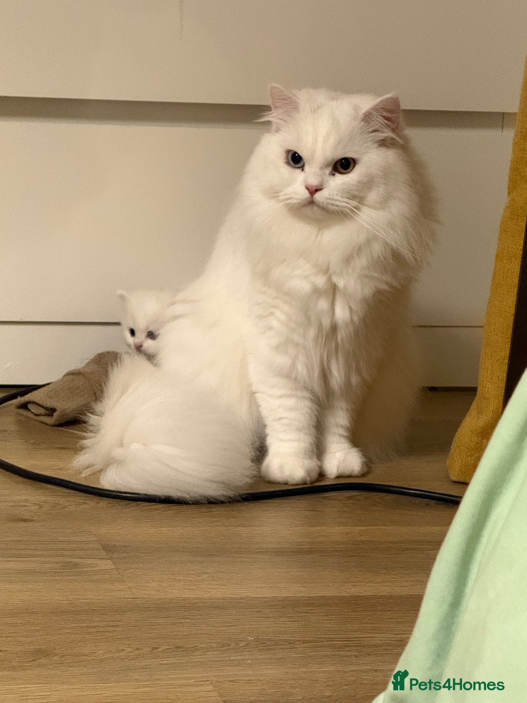 Persian cats for sale: Persian  - Advert 11