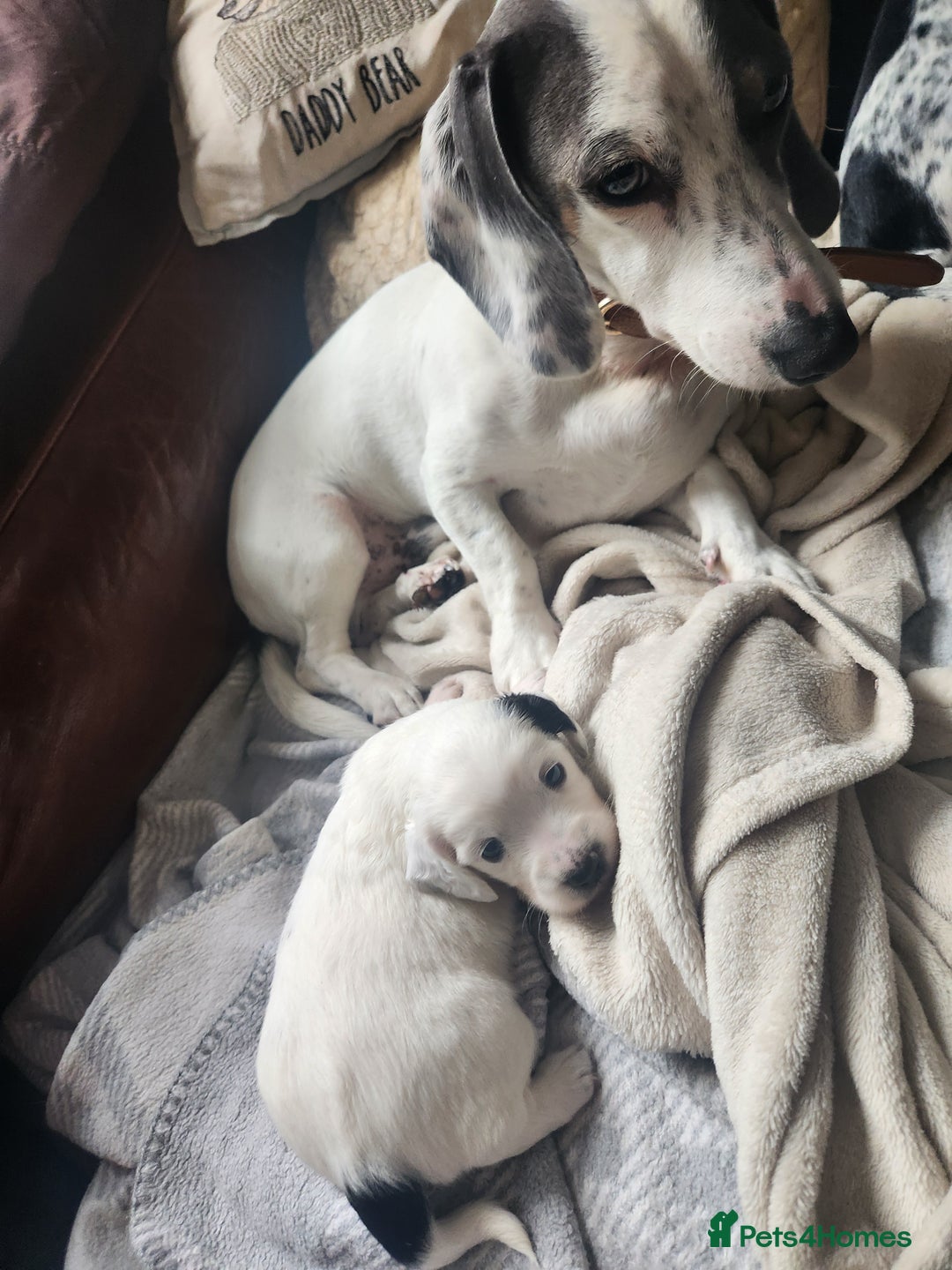 Dachshund dogs for sale: Stunning Dachshund Puppies  - Image 16