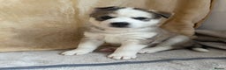 Siberian Husky dogs for sale: Siberian Husky Puppies  - Advert 35