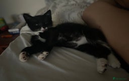 Mixed Breed cats for sale: Kitten  - Image 3
