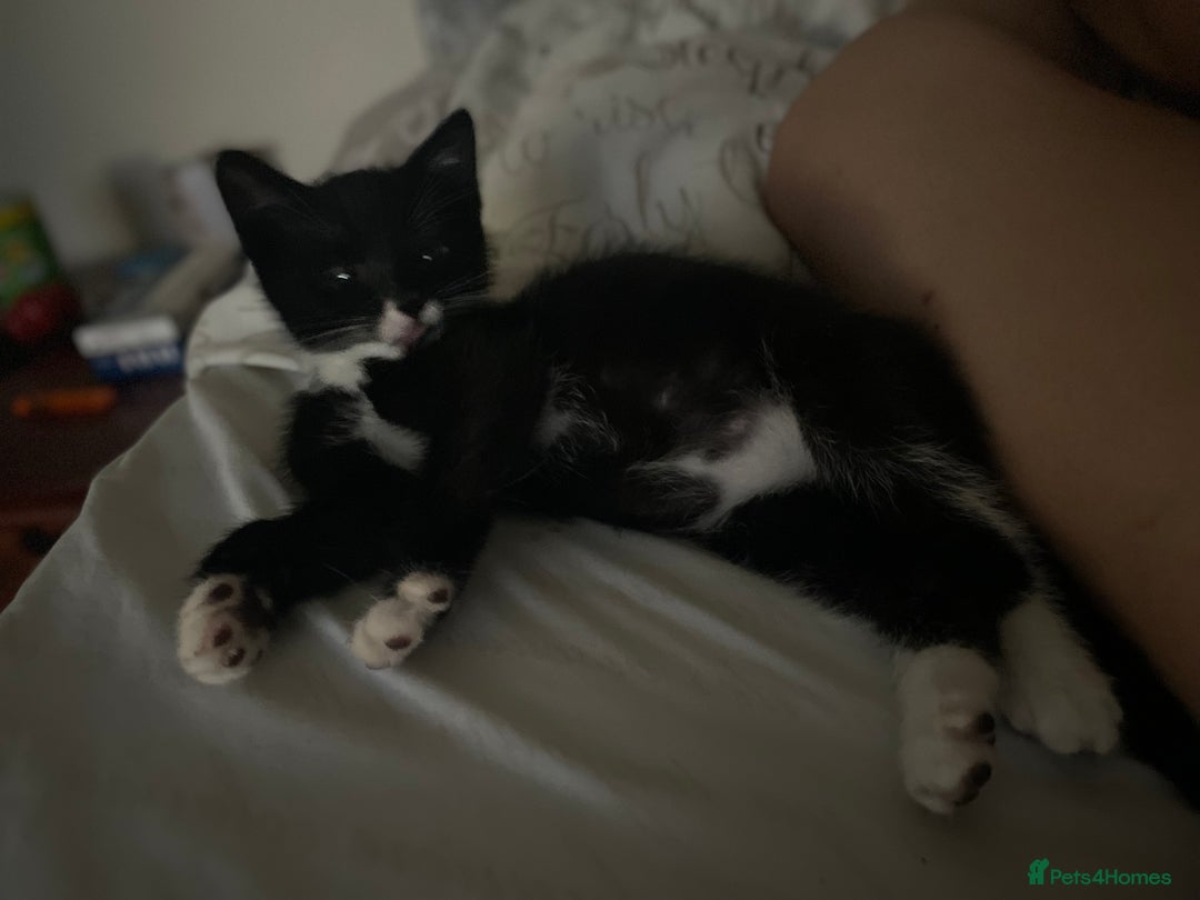 Mixed Breed cats for sale: Kitten  - Image 3