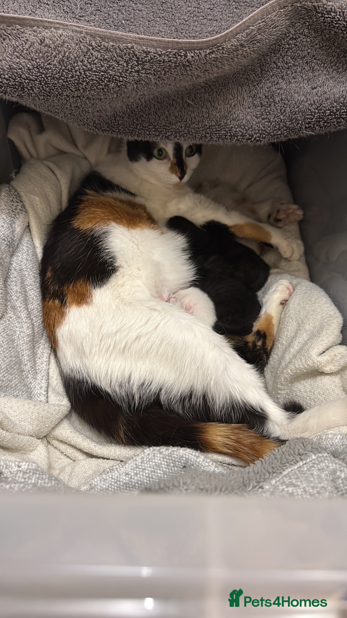 Mixed Breed cats Gorgeous kittens for sale - Advert 1