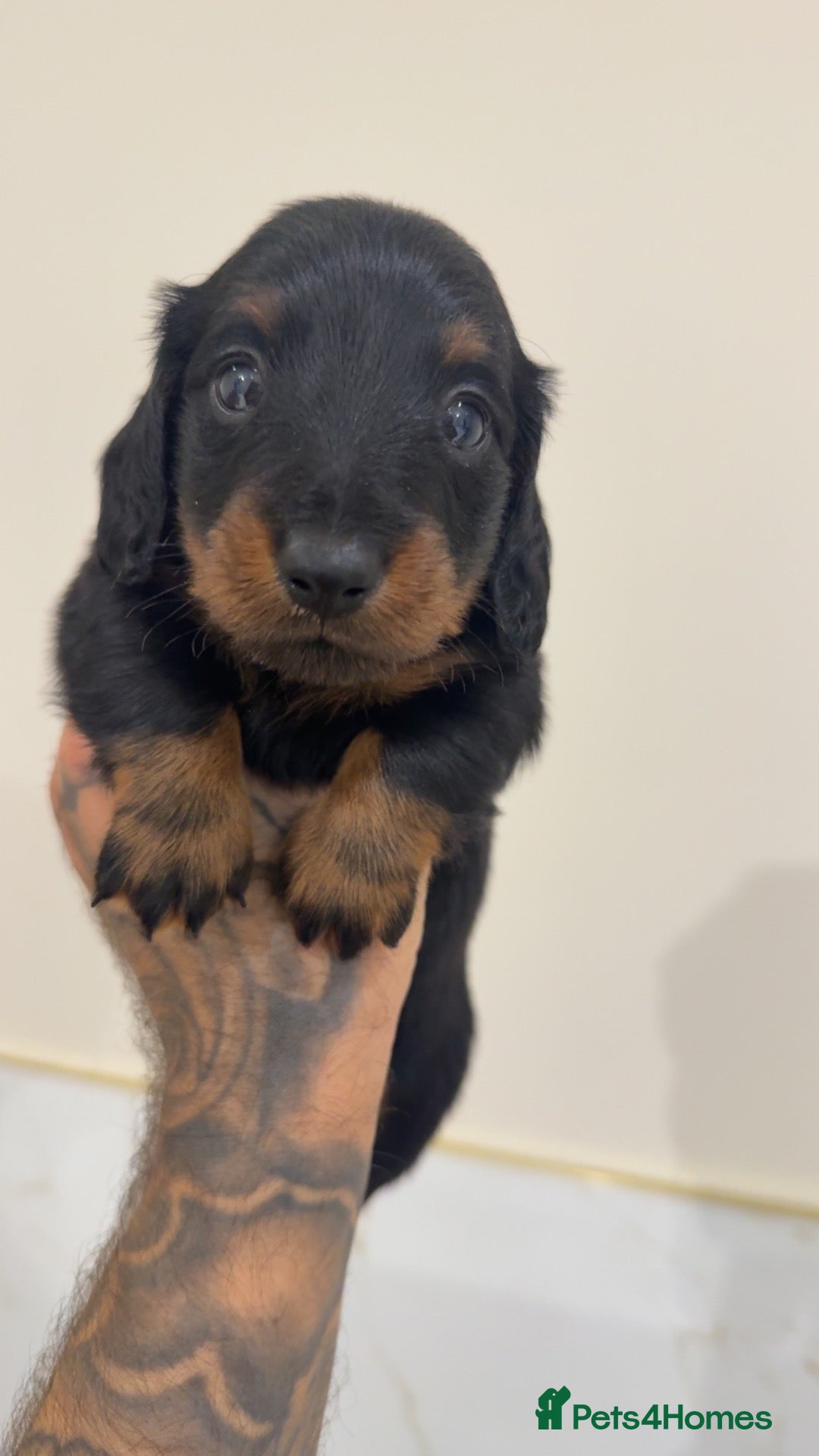 Miniature Dachshund dogs Long haired & Long haired carriers  - Advert 2
