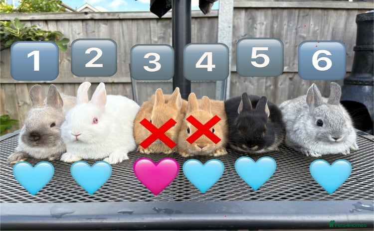 Netherland Dwarf rabbits - Advert 1