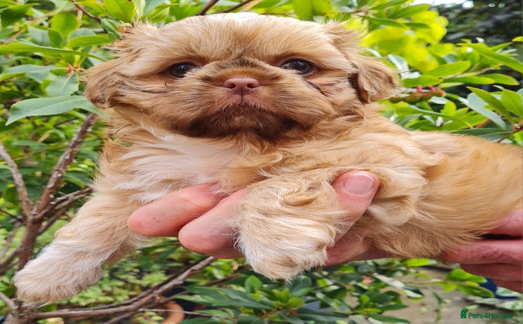 Shih Tzu dogs - Advert 1