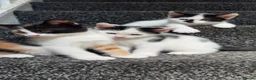 Mixed Breed cats for sale: 2 females 1 male kittens  - Advert 4