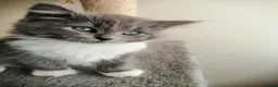 Russian Blue cats for sale: beautiful kittens😻😍 - Advert 28