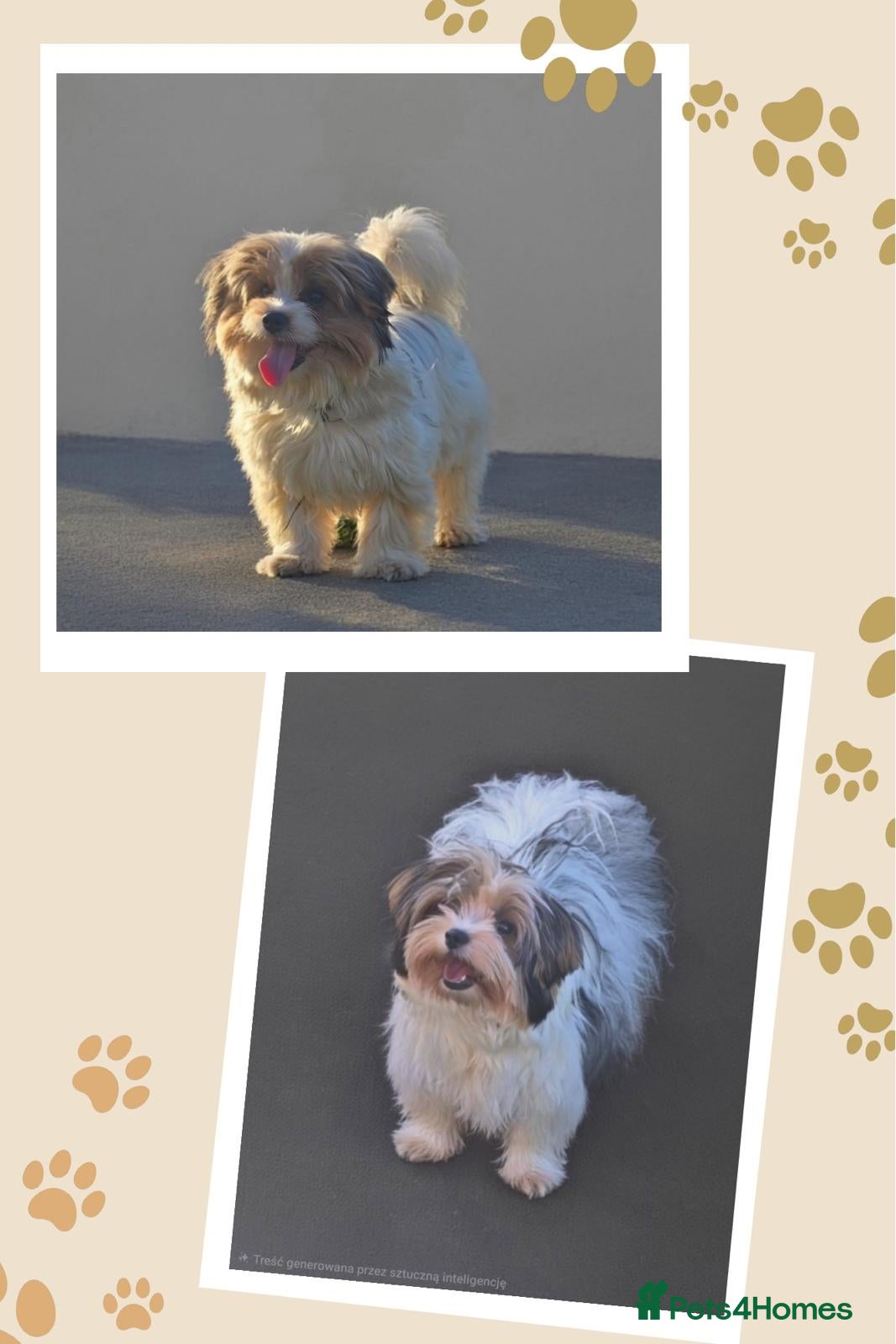 Biewer Terrier dogs 🐾 Adorable Biewer Terrier Puppies – Bedfordshire - Advert 5