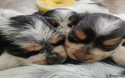 Cocker Spaniel dogs for sale: KC Show type Cocker Spaniels  in Driffield - Image 21