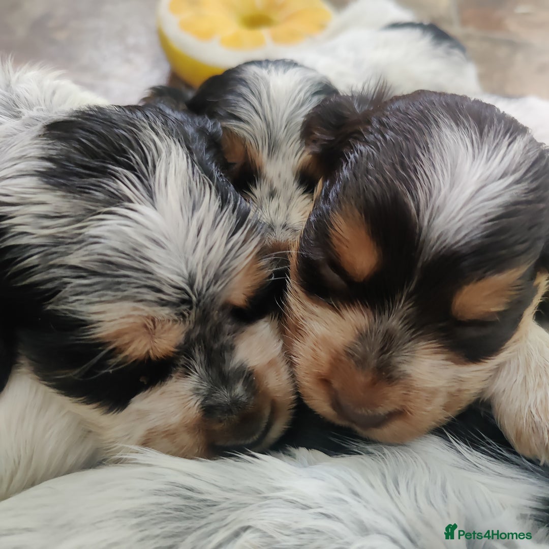 Cocker Spaniel dogs for sale: KC Show type Cocker Spaniels  in Driffield - Image 21