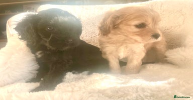 Cavapoo dogs - Advert 3