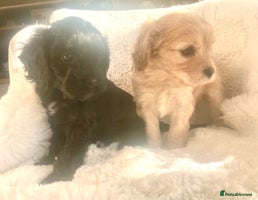 Cavapoo dogs - Advert 3