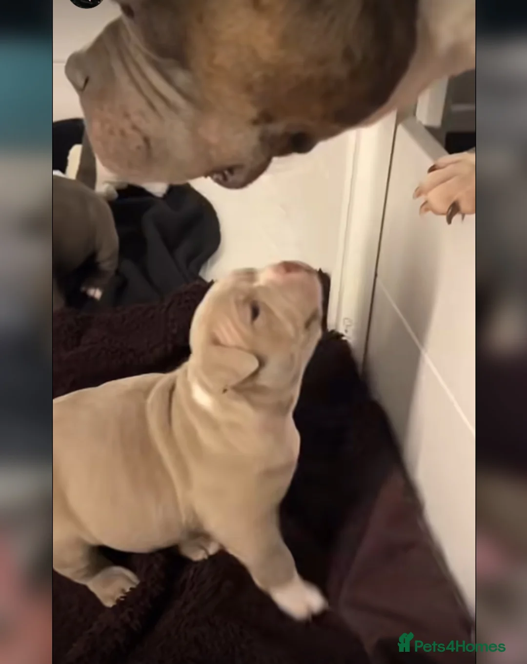 Staffordshire Bull Terrier dogs for sale: 1st Class 100%Staffy puppies Kc Reg - Advert 14