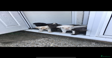 Labrador Retriever dogs - Advert 3