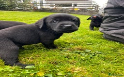 Labrador Retriever dogs for sale: Quality Litter of Labrador pups  - Image 7