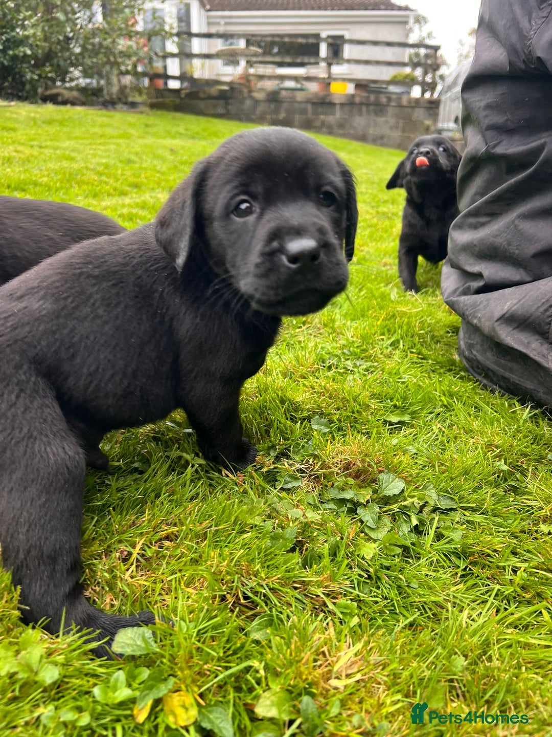 Labrador Retriever dogs for sale: Quality Litter of Labrador pups  - Image 7