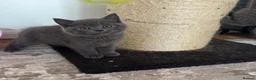 British Shorthair cats for sale:     British Shorthair Kittens – 3 Beautiful Girls - Advert 11