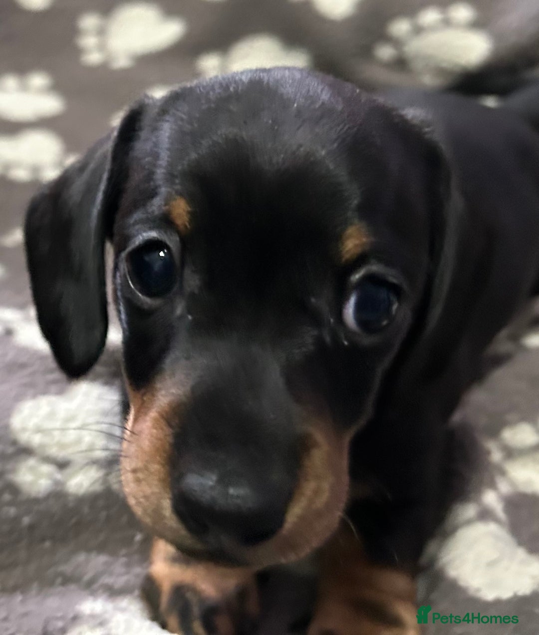 Miniature Dachshund dogs for sale: Stunning Miniature Dachshund Pups - Image 10