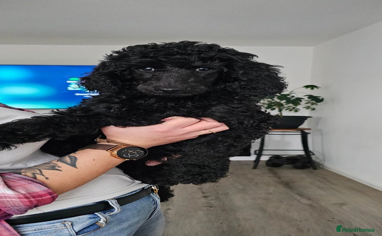Standard Poodle dogs - Advert 3