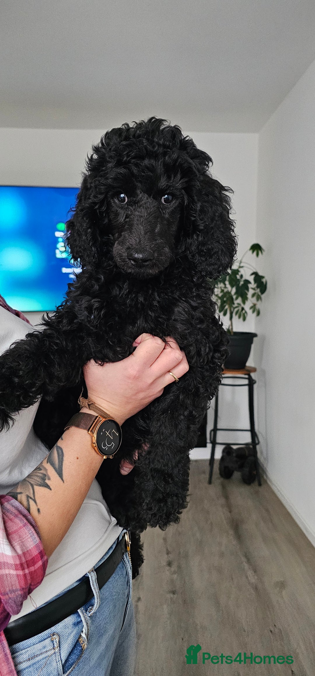 Standard Poodle dogs for sale: Last 3 Boys! KC standard poodle for sale ! - Image 4