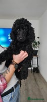 Standard Poodle dogs - Advert 3