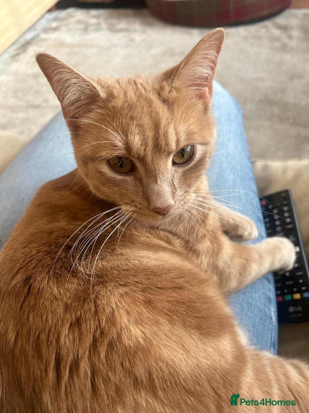Mixed Breed cats for sale: Oliver (Olly) - Male Ginger Cat - Advert 6