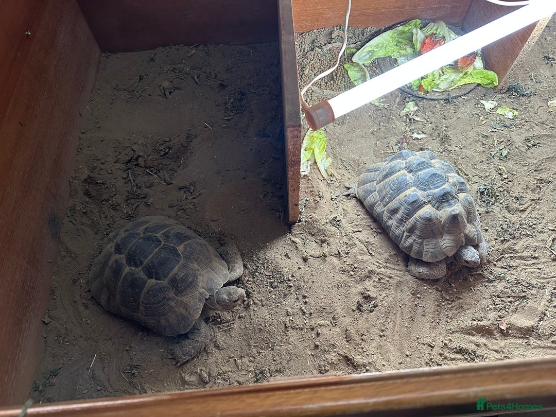 Tortoise reptiles for sale: Two Friendly Female Spur- thighed tortoises.  - Advert 1