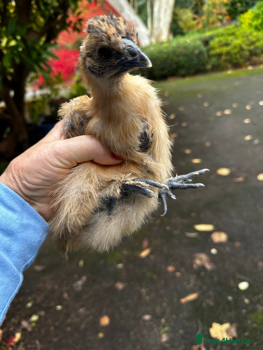 Chickens poultry for sale: Chicks,growers,point of lay all sizes hatching in Uckfield - Advert 34