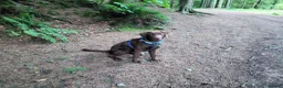 Labrador Retriever dogs for sale: KC Chocolate Labrador from Health Test Parents - Advert 6