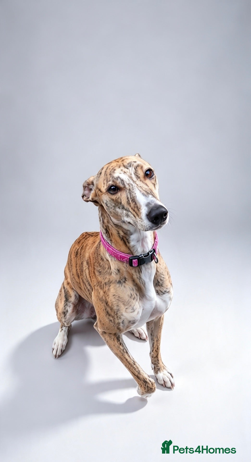 Lurcher dogs Sky 🐾 Brindle Lurcher  - Advert 1