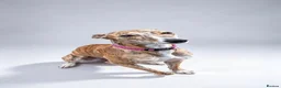 Lurcher dogs for adoption: Sky 🐾 Brindle Lurcher  in Carlisle - Advert 1