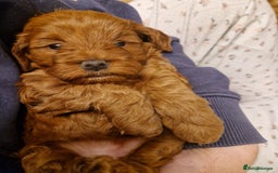 Cockapoo dogs for sale: Cockapoo F1B puppies.  - Image 6