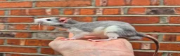 Rat rodents for sale: Various male and female rats  - Advert 2