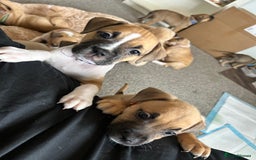 American Bull Staffy dogs for sale: American Bull Staffs - Image 5